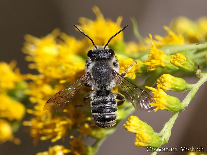 Megachile sp. (Apidae Megachilinae), maschio
